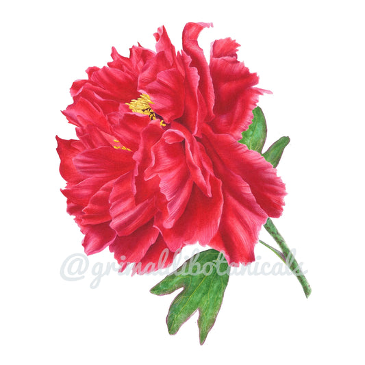 Japanese Tree Peony ‘Hoki’ – Fine Art Print