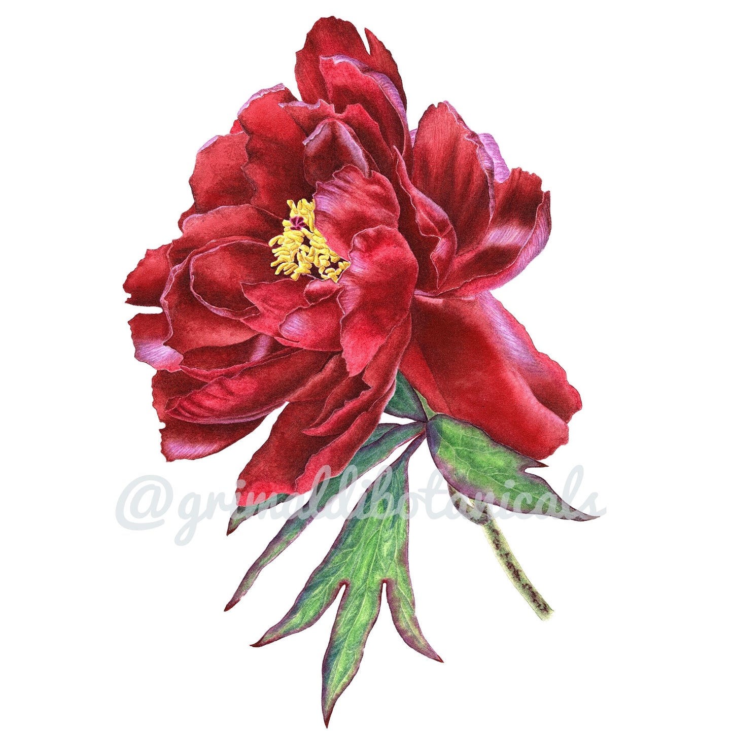 Japanese Tree Peony ‘Kokuryu Nishiki’ – Fine Art Print