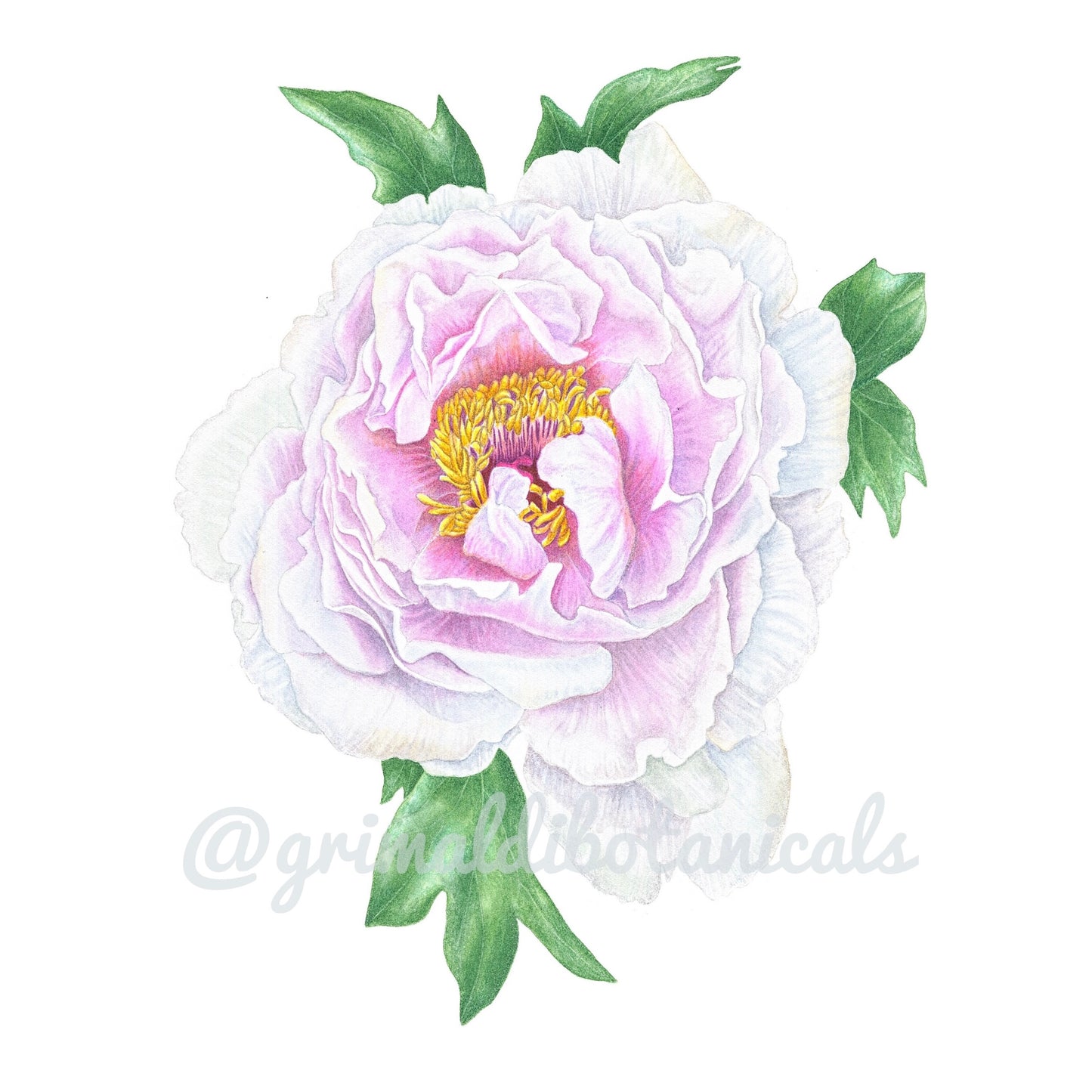 Japanese Tree Peony ‘Yaezakura’ – Fine Art Print