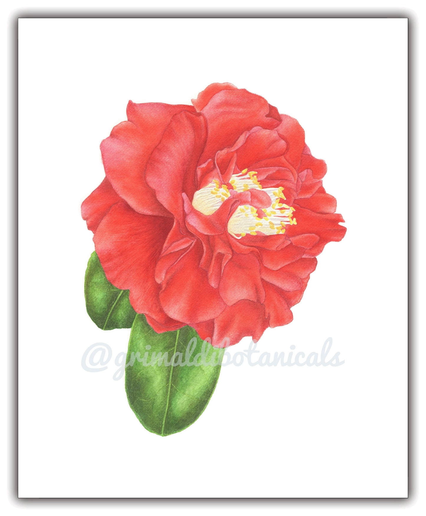 Watercolor Camellia 'Blood of China'