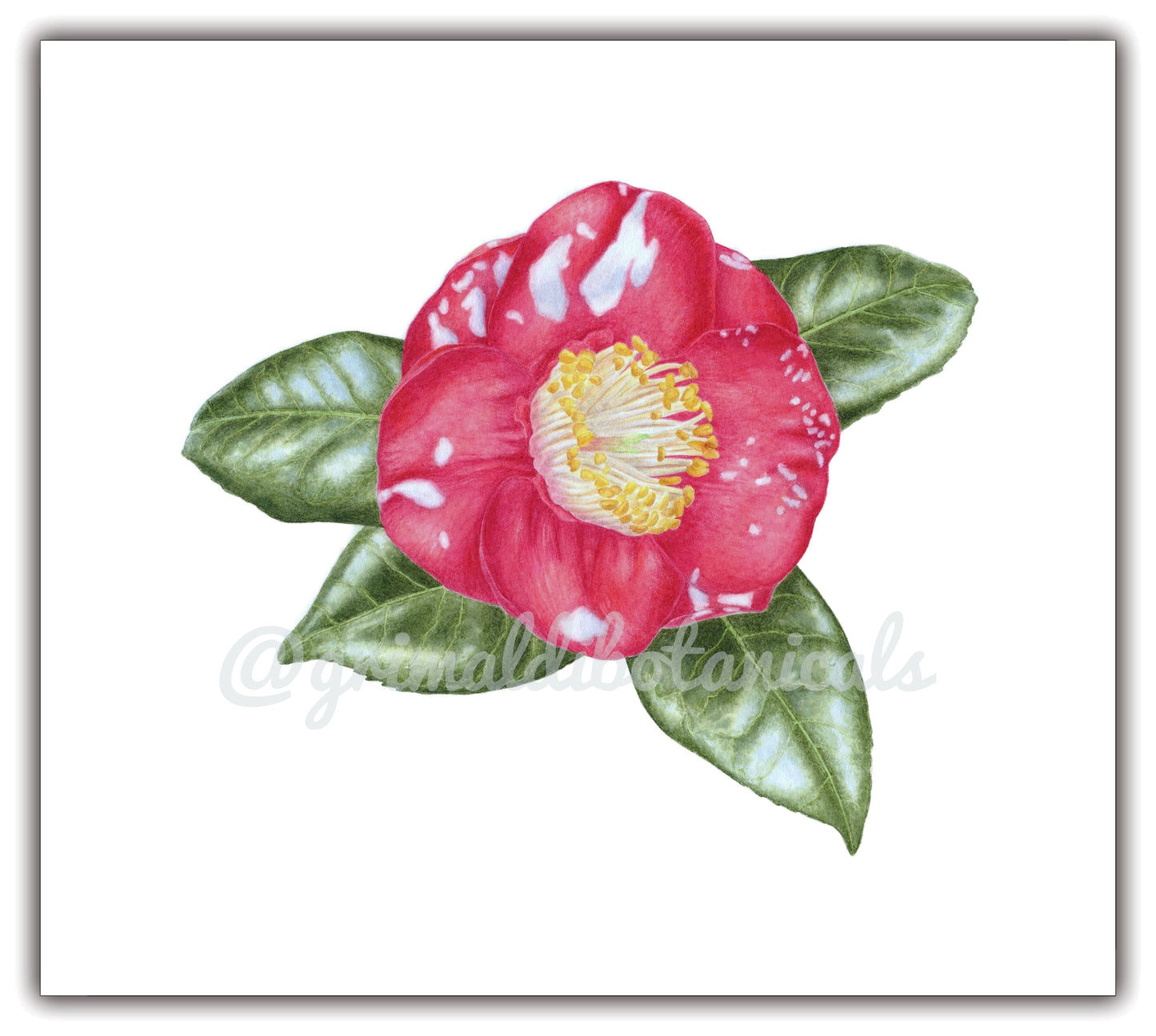 Watercolor Camellia 'Governor Mouton'