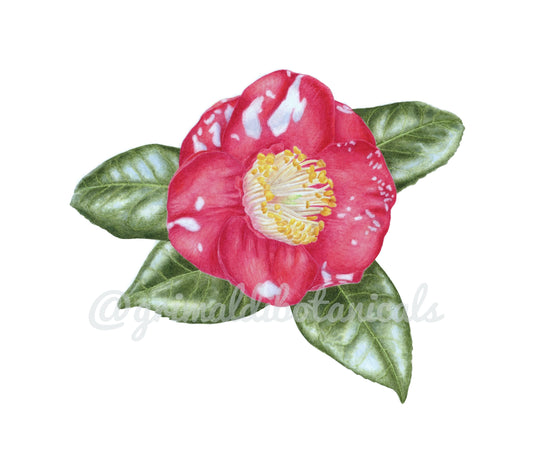 Watercolor Camellia 'Governor Mouton'