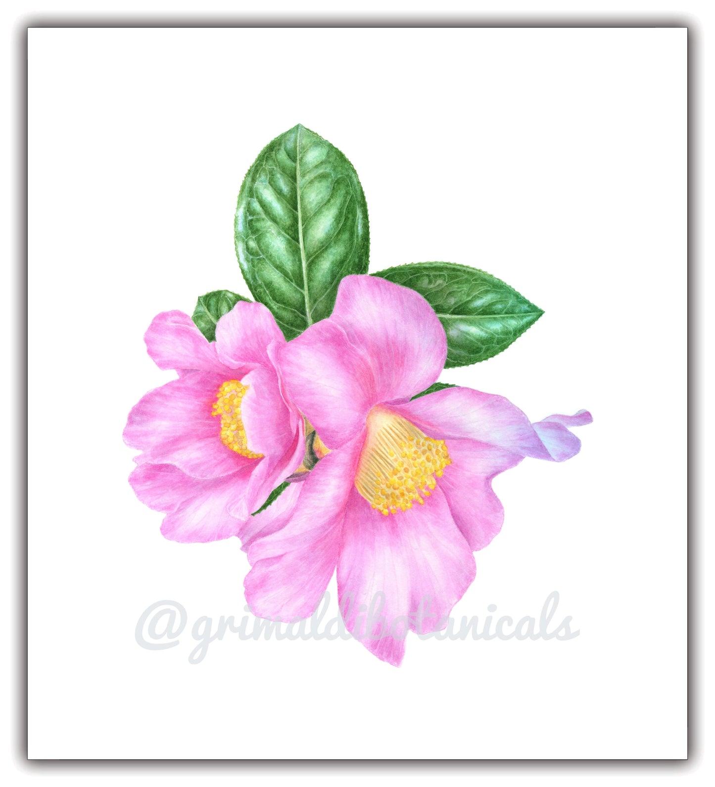 Watercolor Camellia 'Grandiflora'