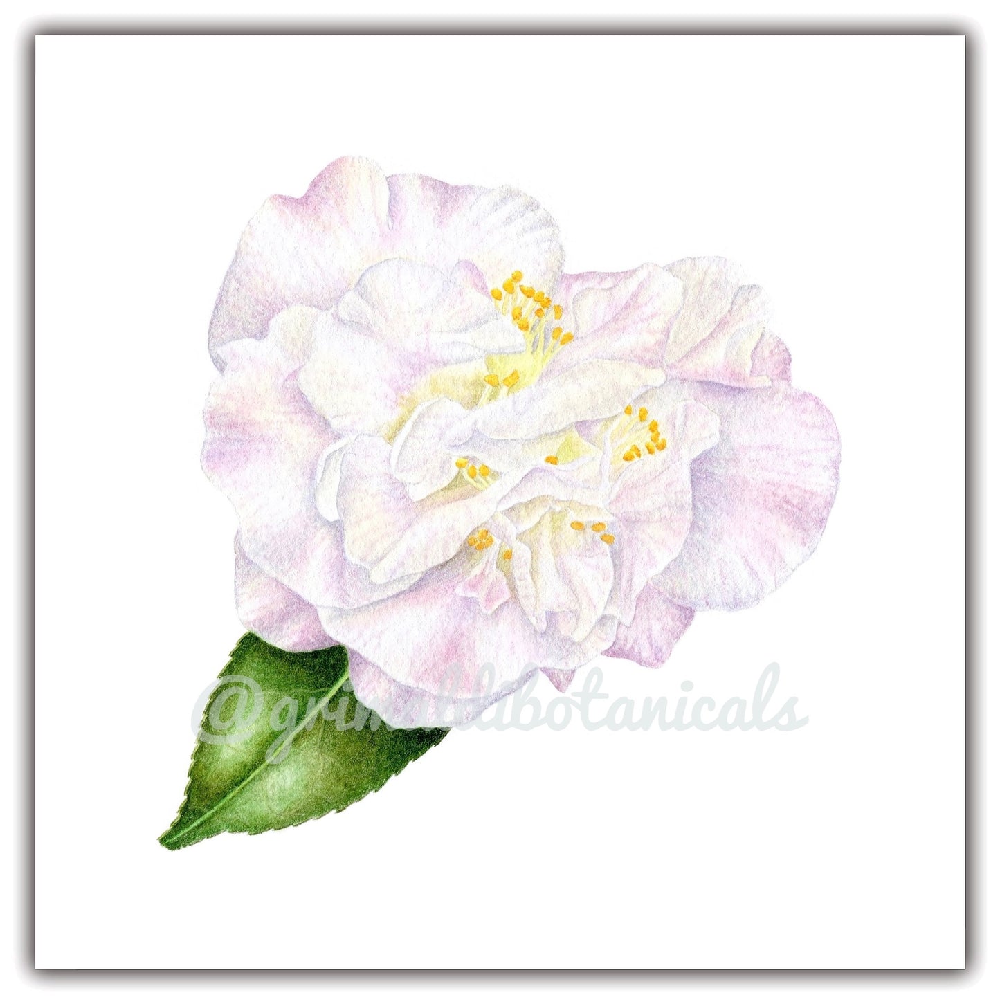 Watercolor Camellia 'High Fragrance'