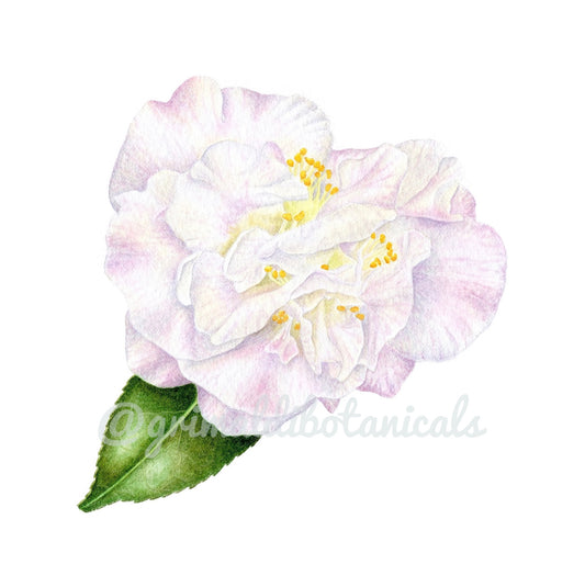 Watercolor Camellia 'High Fragrance'