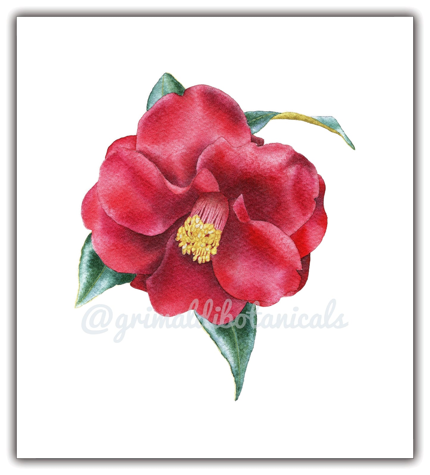 Watercolor Camellia 'Royal Velvet'