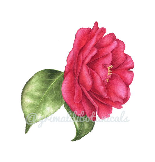 Watercolor Camellia 'St Andrew'
