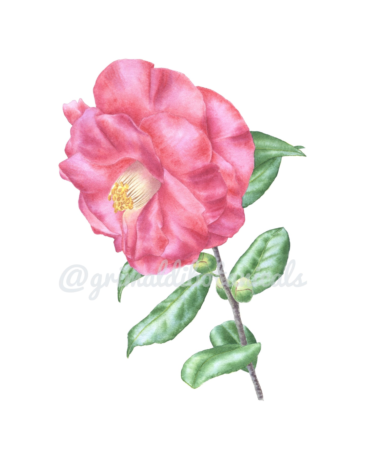 Watercolor Camellia 'Sweetie Pie'