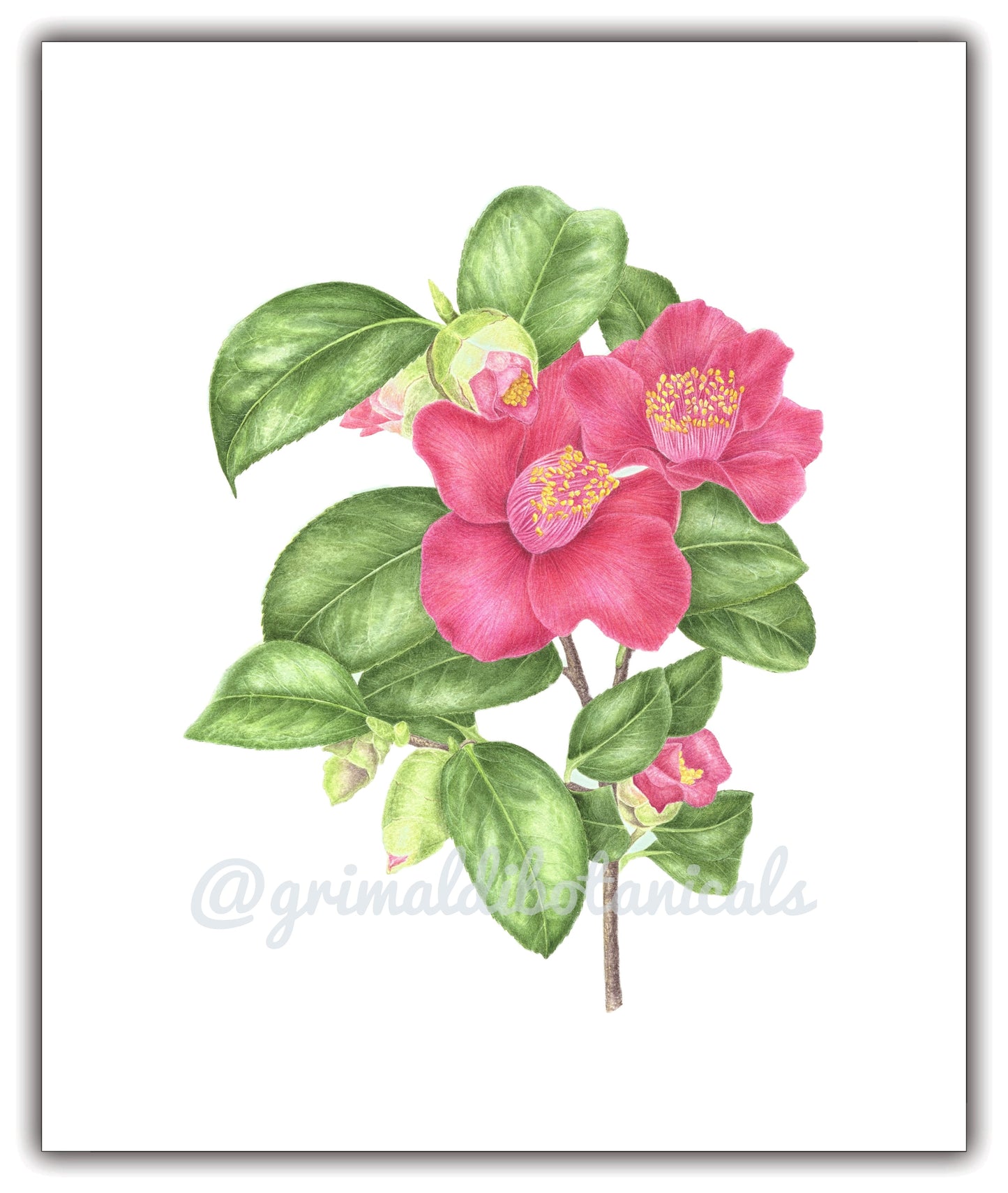 Watercolor Camellia 'Takayama'