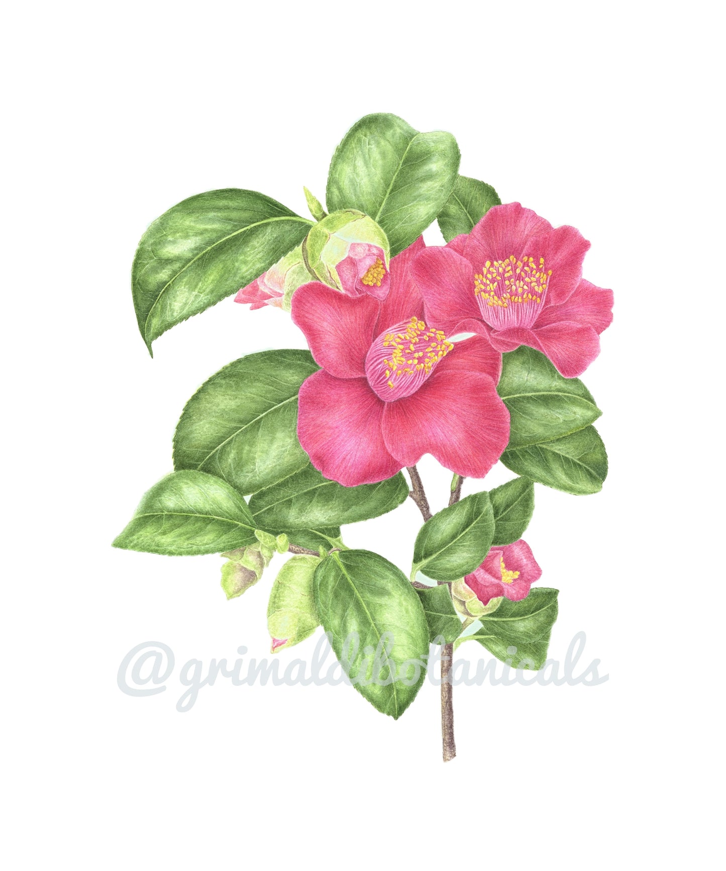 Watercolor Camellia 'Takayama'