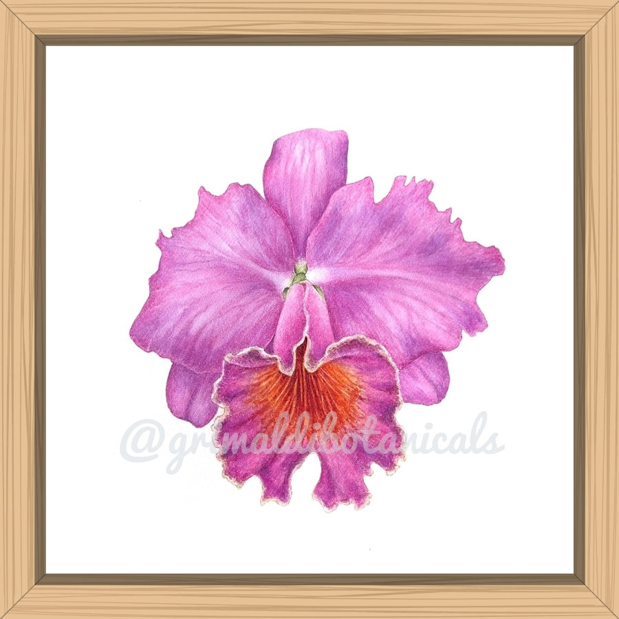 Fine Art Print Orchid II ‘Cattleya labiata’