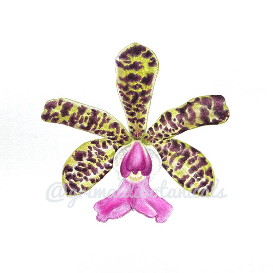 Fine Art Print Orchid I ‘Lady Ackland's Cattleya’