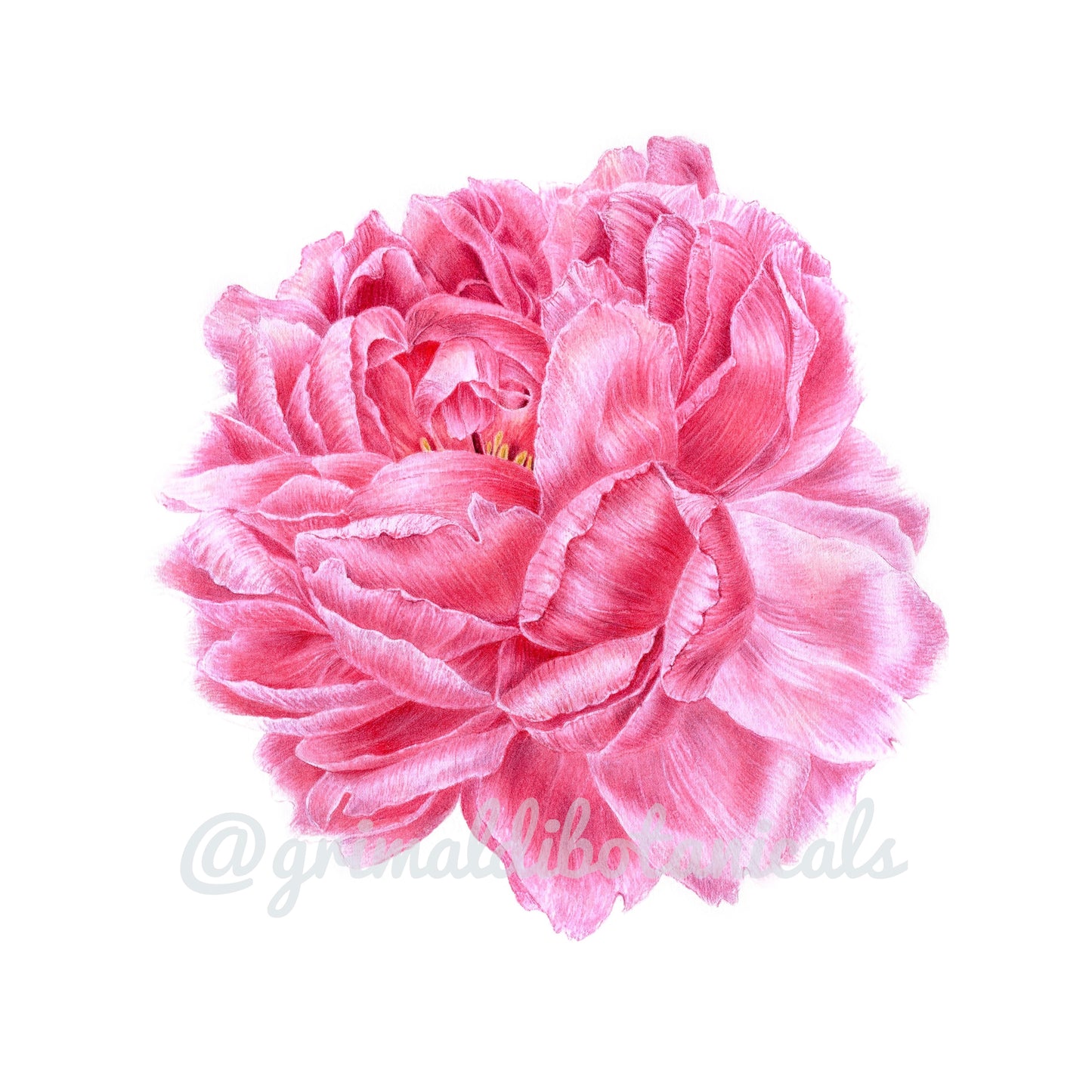 Pink Peony – Fine Art Print