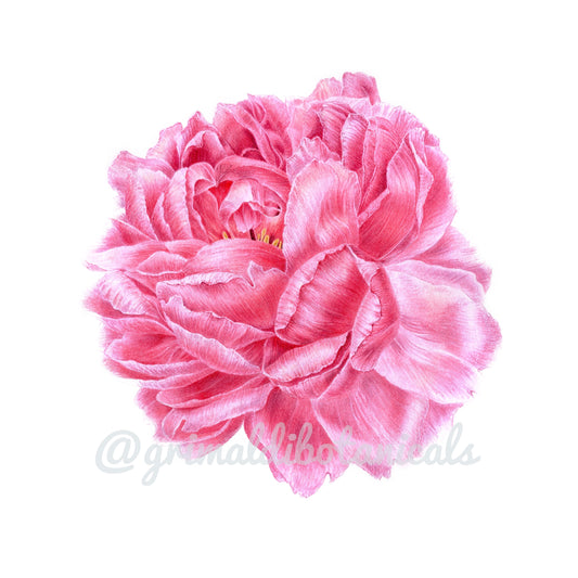 Pink Peony – Fine Art Print