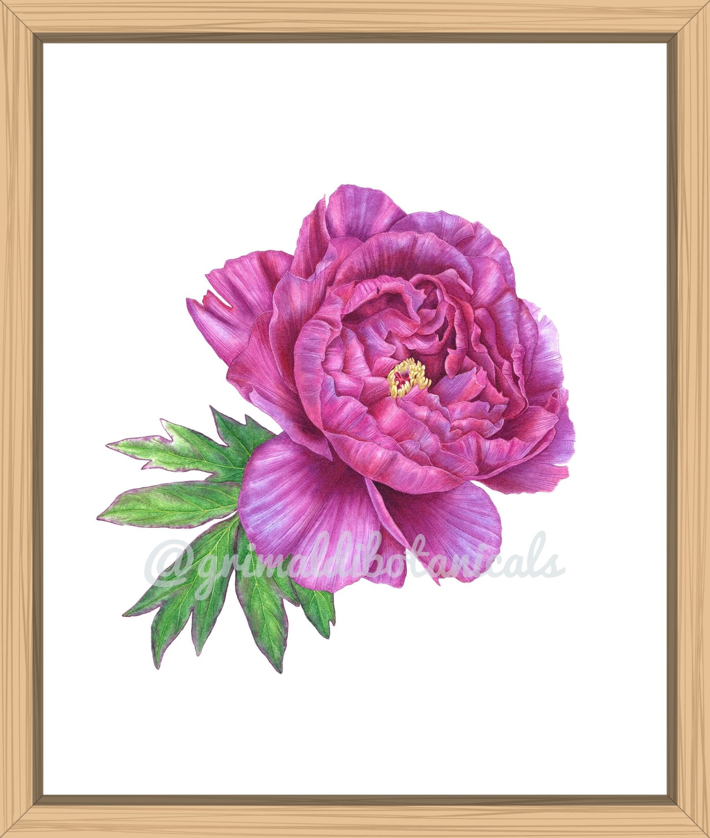 Fine Art Print Tree Peony ‘Shimadaijin’