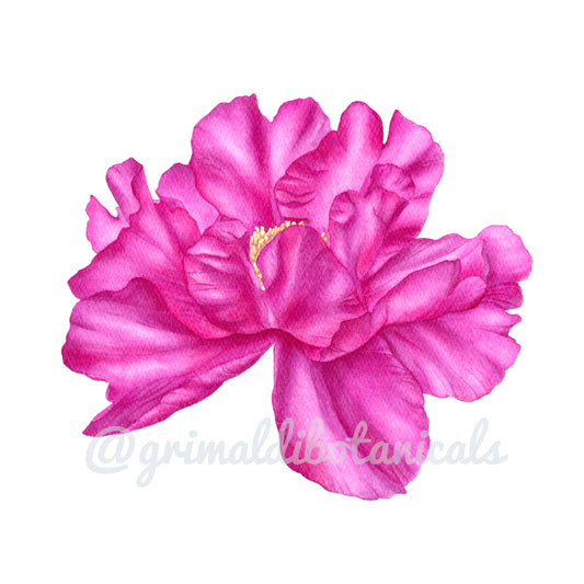 Purple Peony – Fine Art Print