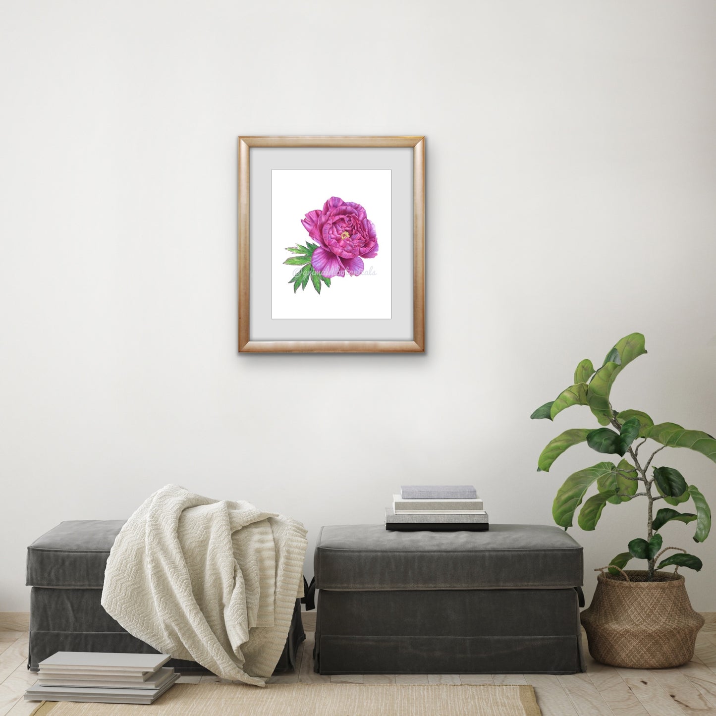 Japanese Tree Peony ‘Shimadaijin’ – Fine Art Print