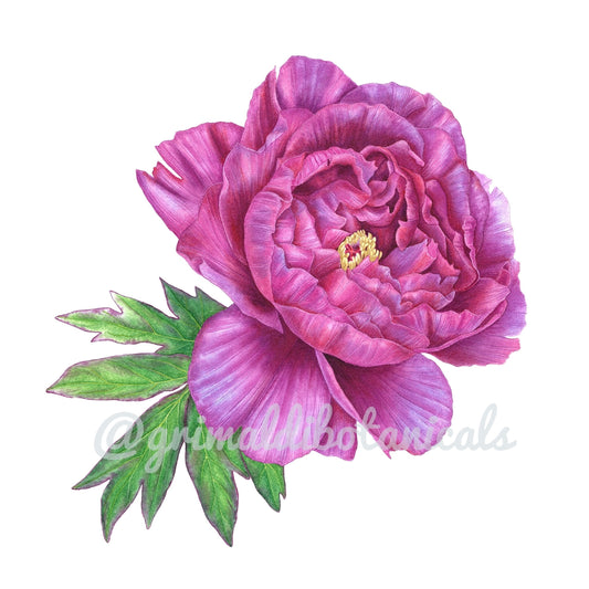 Japanese Tree Peony ‘Shimadaijin’ – Fine Art Print