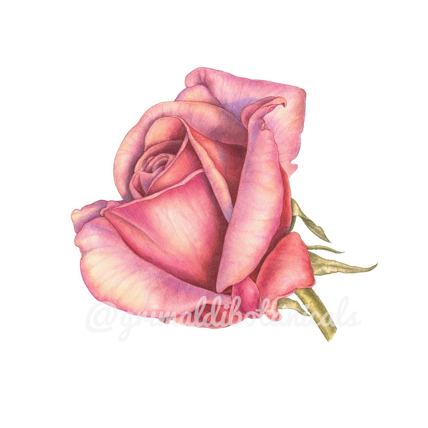 Rose Koko Loco – Fine Art Print