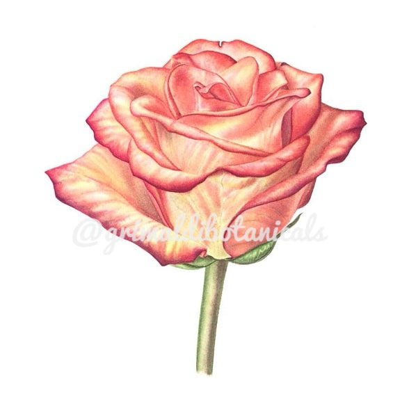 Love and Peace Rose Bud – Fine Art Print