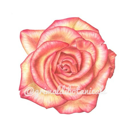 Rose Love and Peace – Fine Art Print