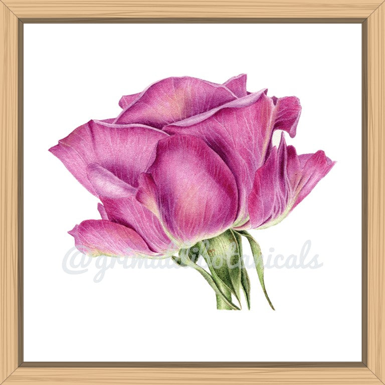 Fine Art Print ‘Magenta Rose Bud’