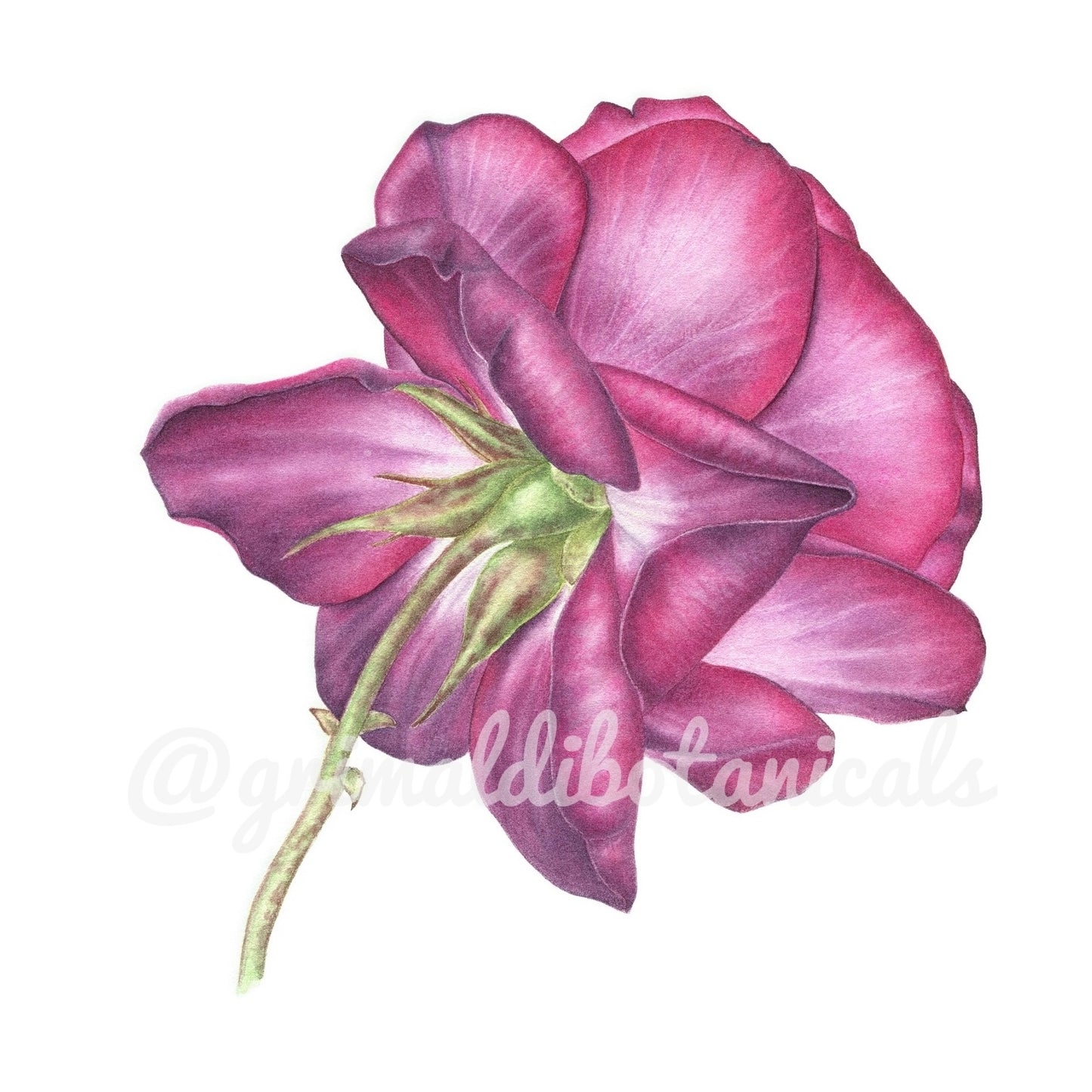 Back of the Rose – Fine Art Print