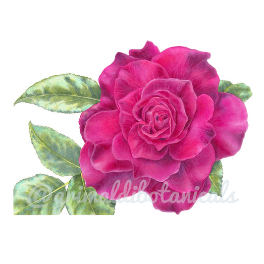 Purple Rose – Fine Art Print