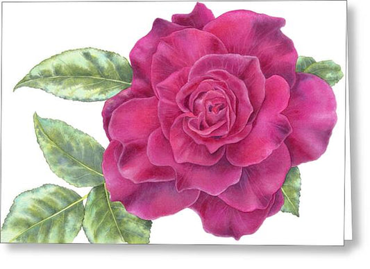 Purple Rose - Greeting Card