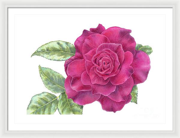 Purple Rose - Framed Print