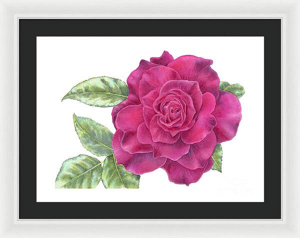 Purple Rose - Framed Print