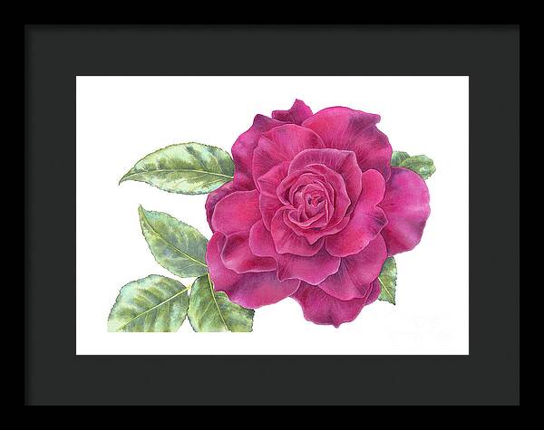 Purple Rose - Framed Print