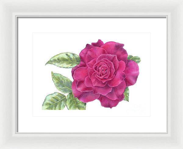 Purple Rose - Framed Print