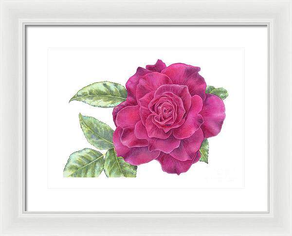 Purple Rose - Framed Print