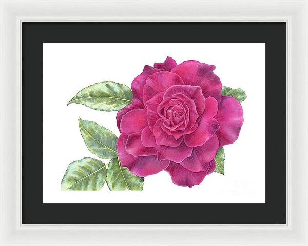 Purple Rose - Framed Print