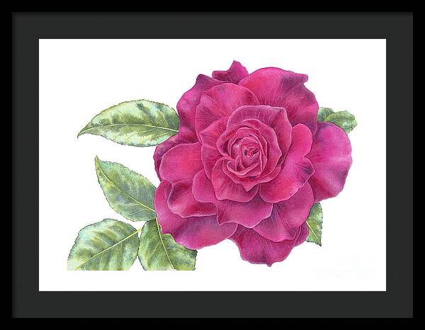 Purple Rose - Framed Print