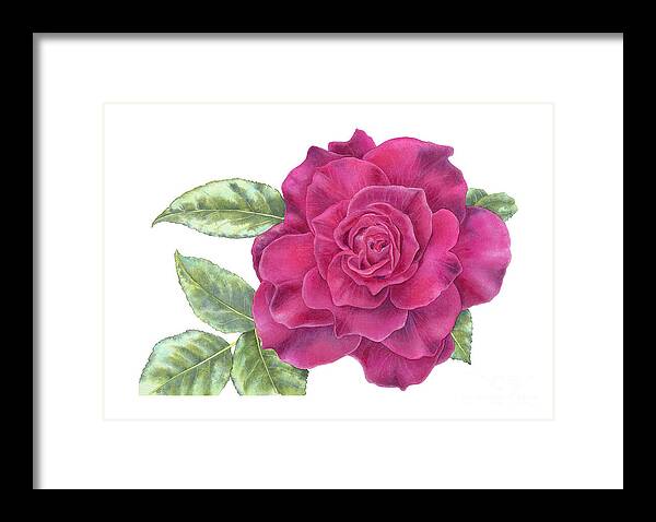 Purple Rose - Framed Print