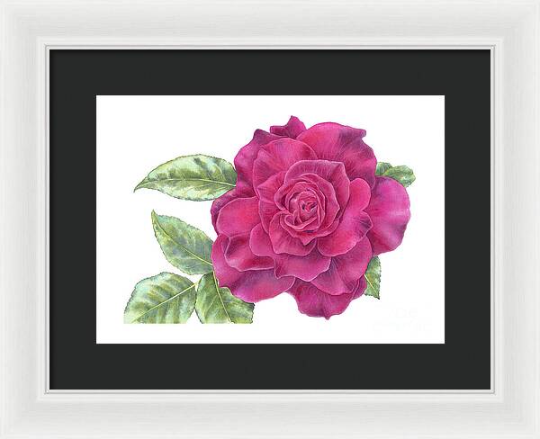 Purple Rose - Framed Print