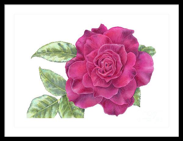 Purple Rose - Framed Print