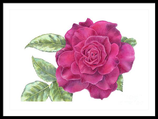 Purple Rose - Framed Print