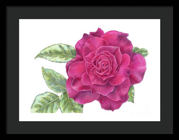 Purple Rose - Framed Print