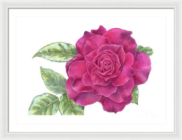 Purple Rose - Framed Print