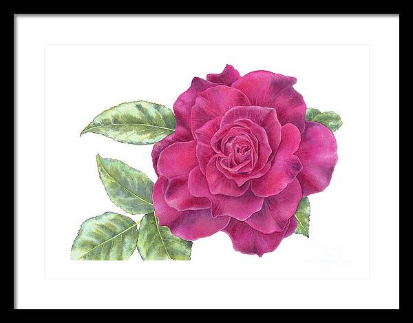 Purple Rose - Framed Print