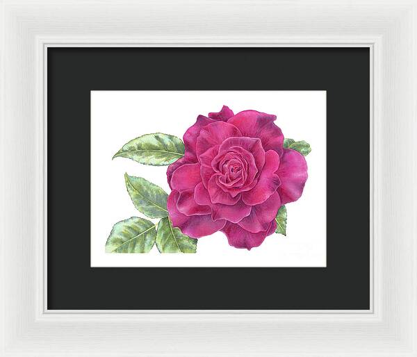 Purple Rose - Framed Print