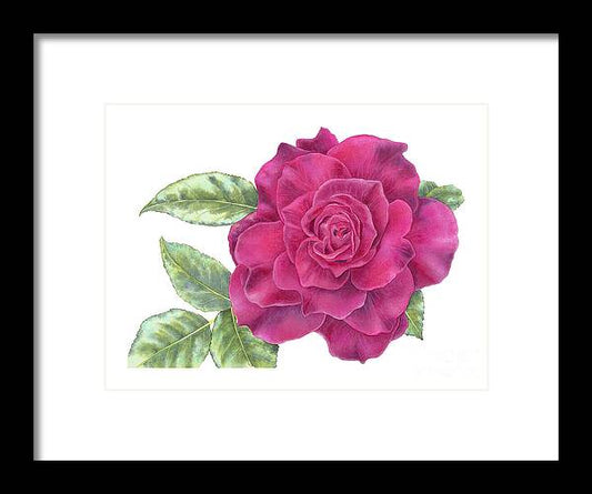 Purple Rose - Framed Print