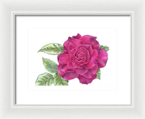 Purple Rose - Framed Print