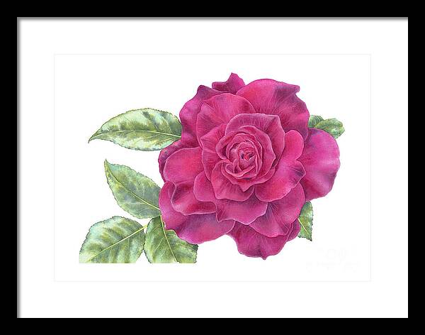 Purple Rose - Framed Print