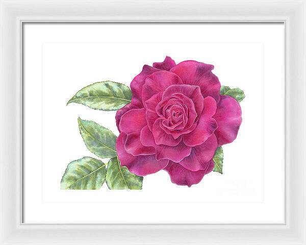 Purple Rose - Framed Print