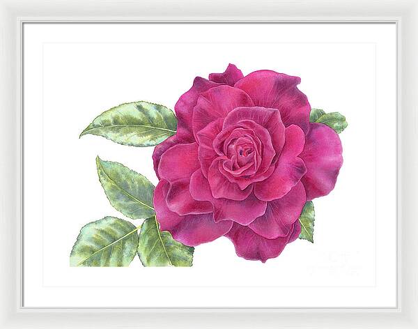 Purple Rose - Framed Print