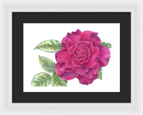 Purple Rose - Framed Print